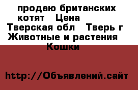 продаю британских котят › Цена ­ 3 000 - Тверская обл., Тверь г. Животные и растения » Кошки   